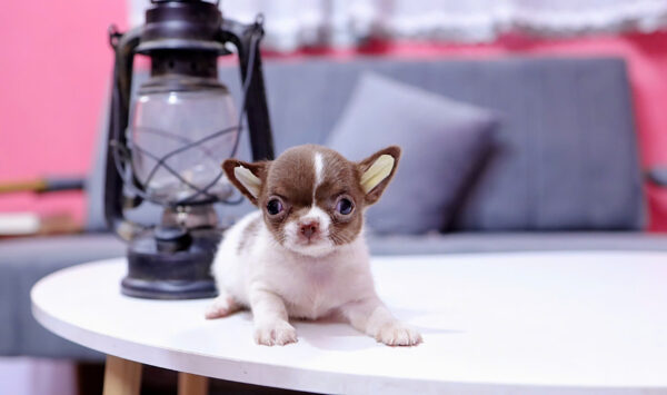 Chó Chihuahua Size Mini Màu Bò Socola Đực Mã CH453