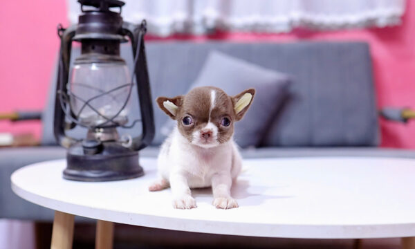 Chó Chihuahua Size Mini Màu Bò Socola Đực Mã CH453