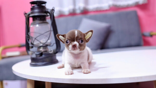 Chó Chihuahua Size Mini Màu Bò Socola Đực Mã CH453
