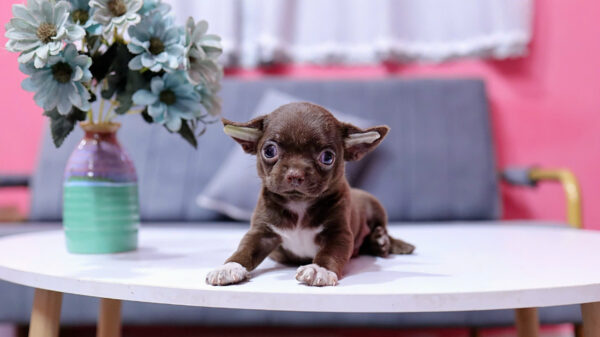 Chó Chihuahua Màu Socola Yếm Trắng Đực Mã CH454