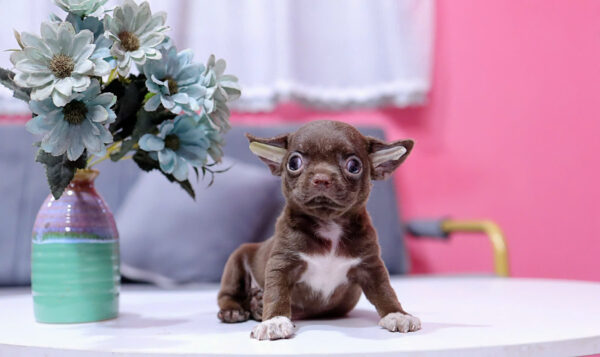 Chó Chihuahua Màu Socola Yếm Trắng Đực Mã CH454