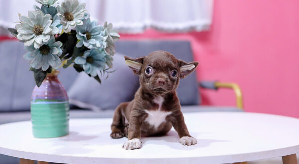 Chó Chihuahua Màu Socola Yếm Trắng Đực Mã CH454