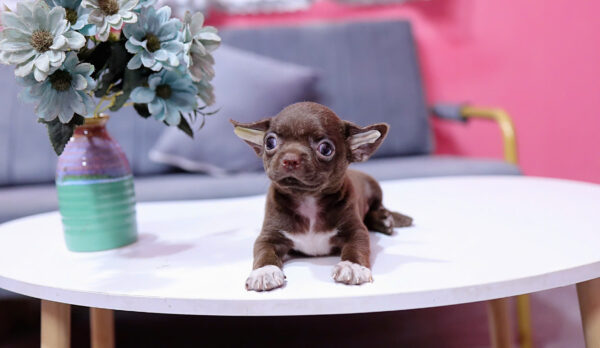 Chó Chihuahua Màu Socola Yếm Trắng Đực Mã CH454