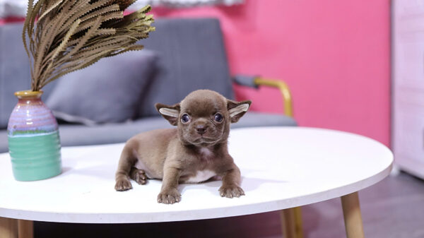 Chó Chihuahua Size Mini Đầu Táo Màu Socola Đực Mã CH455