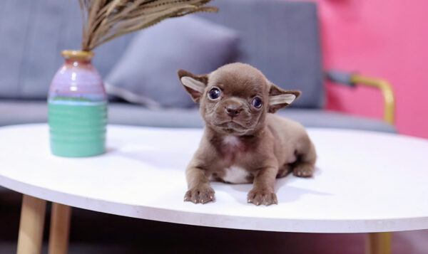 Chó Chihuahua Size Mini Đầu Táo Màu Socola Đực Mã CH455