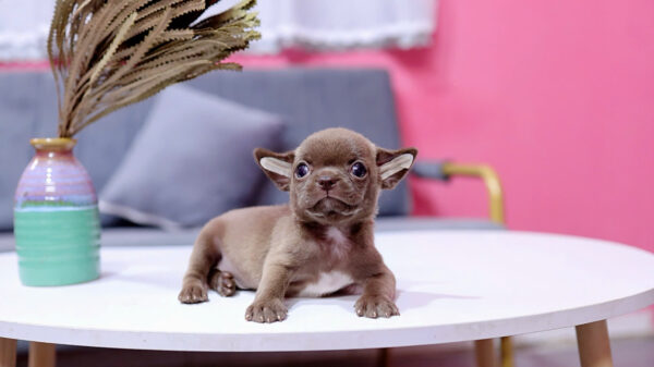 Chó Chihuahua Size Mini Đầu Táo Màu Socola Đực Mã CH455