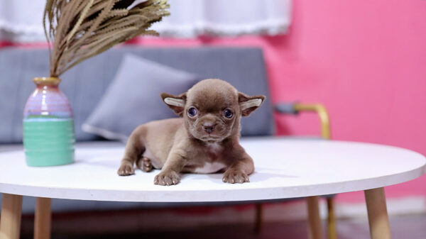 Chó Chihuahua Size Mini Đầu Táo Màu Socola Đực Mã CH455