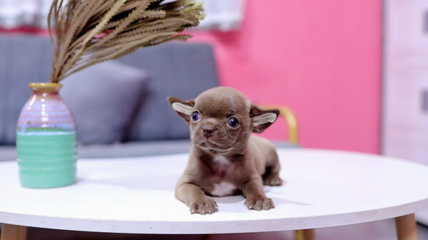 Chó Chihuahua Size Mini Đầu Táo Màu Socola Đực Mã CH455