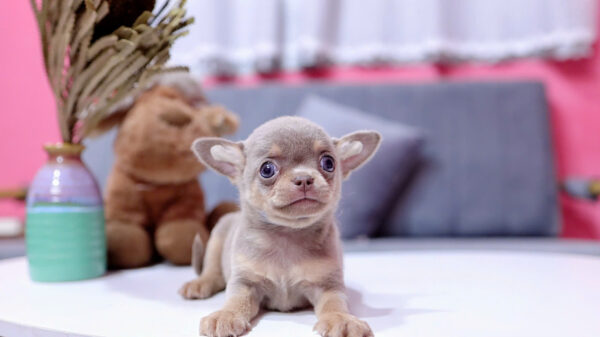 Chó Chihuahua Màu Lilactan Đực Mã CH457