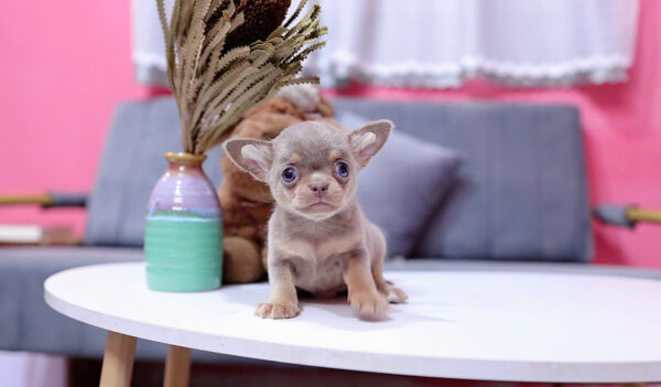Chó Chihuahua Màu Lilactan Đực Mã CH457
