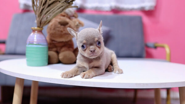 Chó Chihuahua Màu Lilactan Đực Mã CH457