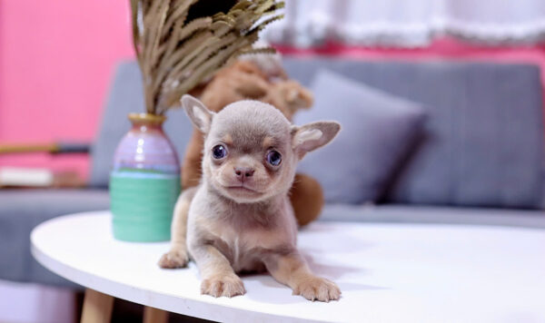 Chó Chihuahua Màu Lilactan Đực Mã CH457