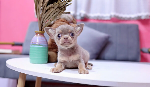 Chó Chihuahua Màu Lilactan Đực Mã CH457