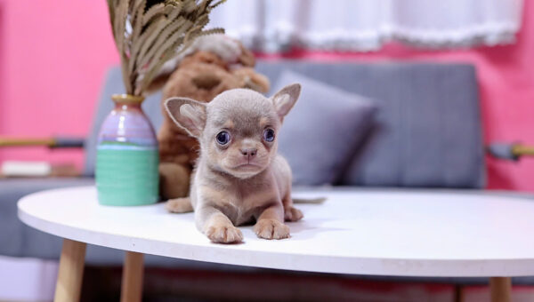 Chó Chihuahua Màu Lilactan Đực Mã CH457
