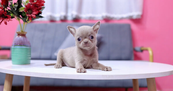 Chó Chihuahua Màu Lilac Đực Mã CH458