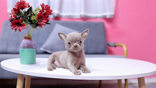 Chó Chihuahua Màu Lilac Đực Mã CH458