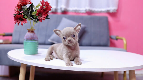 Chó Chihuahua Màu Lilac Đực Mã CH458