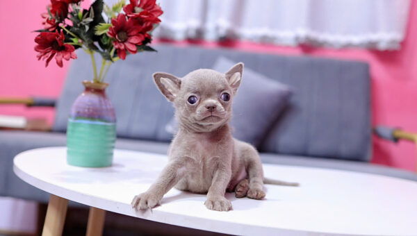 Chó Chihuahua Màu Lilac Đực Mã CH458
