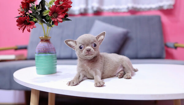 Chó Chihuahua Màu Lilac Đực Mã CH458