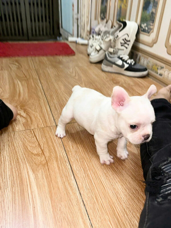 Chó Bull Pháp Màu Trắng Mắt Xanh Siêu Đẹp Cái Mã BP460