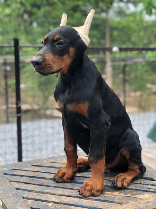 Chó Doberman Màu Đen Vàng Đã Cắt Tai Mã DB463