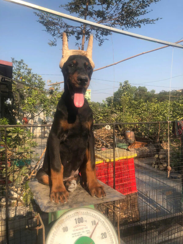 Chó Doberman Màu Đen Vàng Đã Cắt Tai Mã DB463