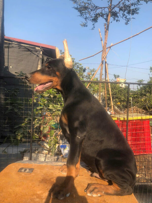 Chó Doberman Màu Đen Vàng Đã Cắt Tai Mã DB463