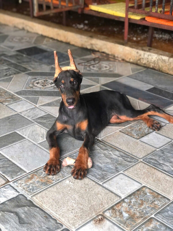 Chó Doberman Màu Đen Vàng Đã Cắt Tai Mã DB463