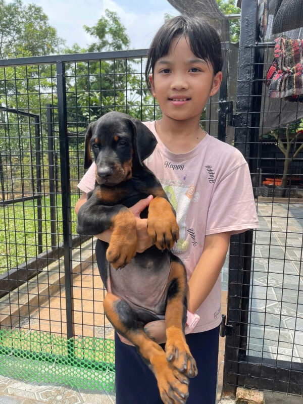 Chó Doberman Màu Đen Vàng Đực Mã DB466