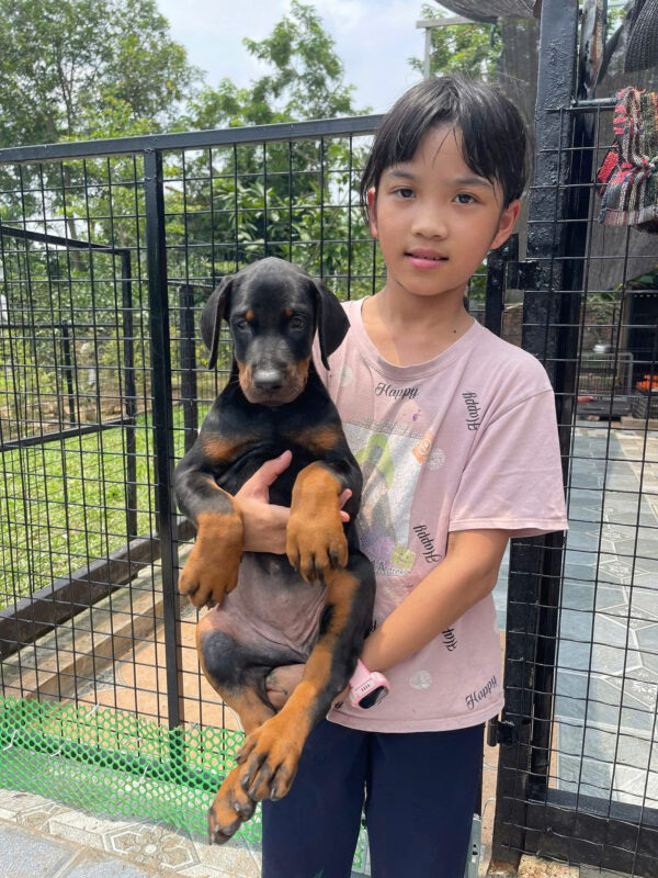 Chó Doberman Màu Đen Vàng Đực Mã DB466