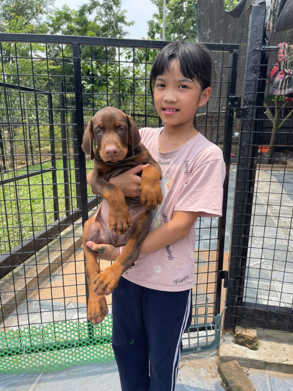 Chó Doberman Màu Đen Vàng Cái Mã DB467