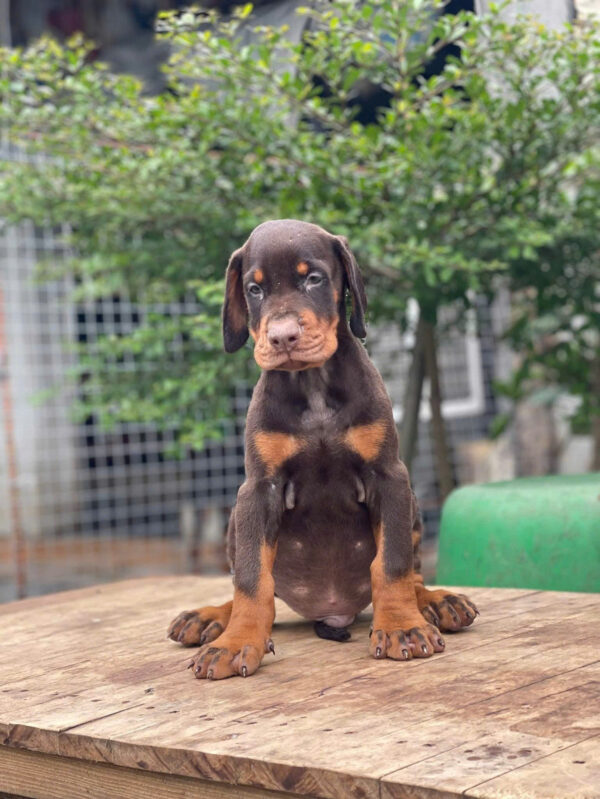 Chó Doberman Màu Nâu Cái Mã DB468