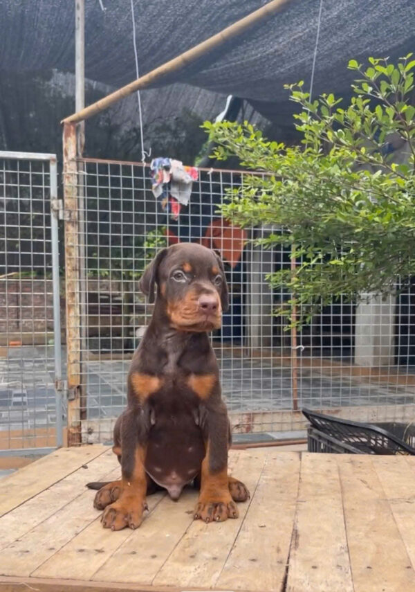 Chó Doberman Màu Nâu Cái Mã DB468