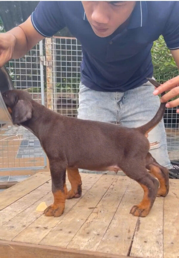 Chó Doberman Màu Nâu Cái Mã DB468