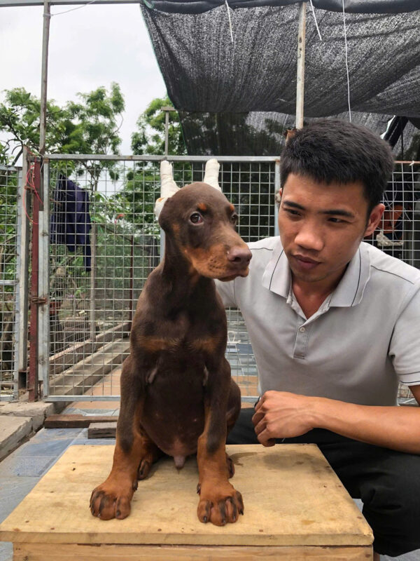 Chó Doberman Màu Socola Đực Mã DB470