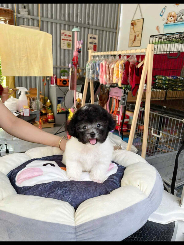 Chó Poodle Size Tiny Màu Bò Xám Đực Mã PD473