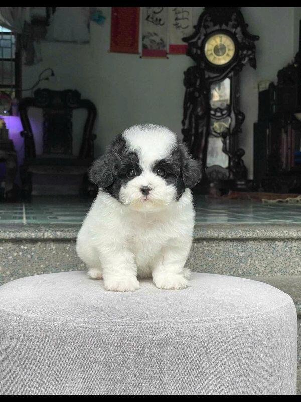 Chó Poodle Size Toy Màu Bò Sữa Đực Mã PD474