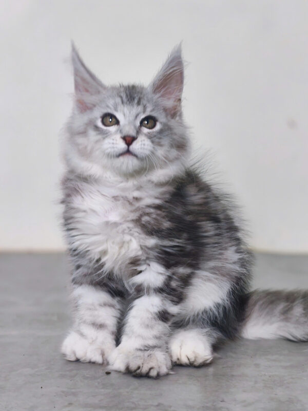 Mèo Maine Coon Chân Polly 6666 Màu Silver Classic Đực Mã MC477