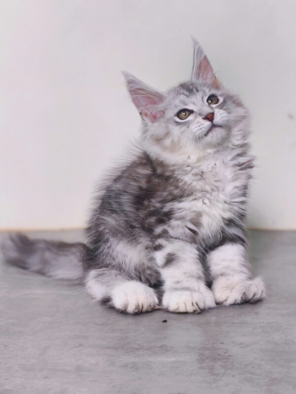 Mèo Maine Coon Chân Polly 6666 Màu Silver Classic Đực Mã MC477