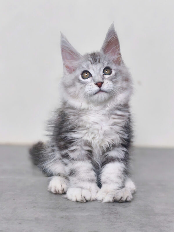 Mèo Maine Coon Chân Polly 6666 Màu Silver Classic Đực Mã MC477