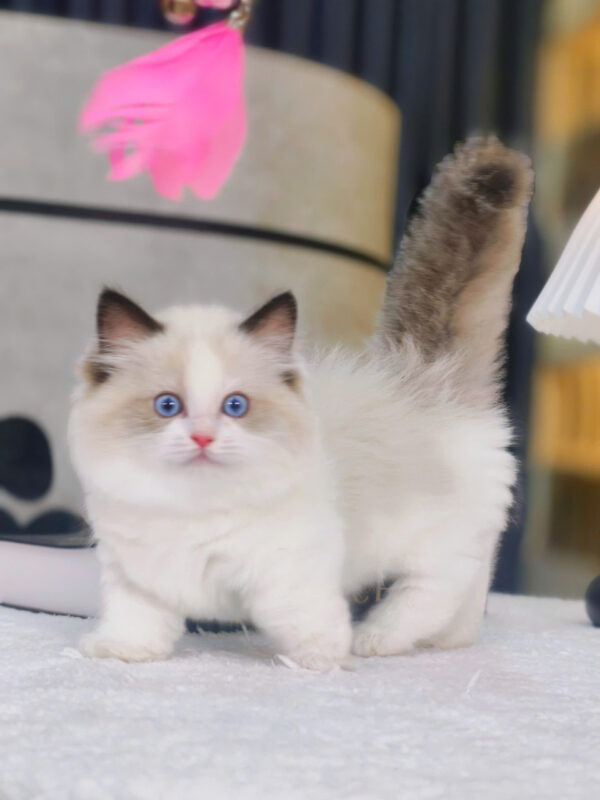 Mèo Ragdoll Chân Lùn Màu Bicolor Cái Mã RD479