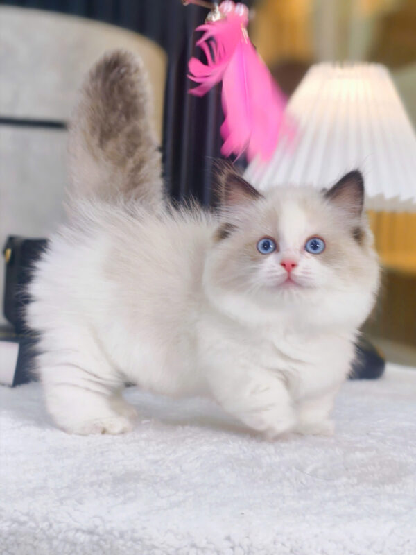 Mèo Ragdoll Chân Lùn Màu Bicolor Cái Mã RD479