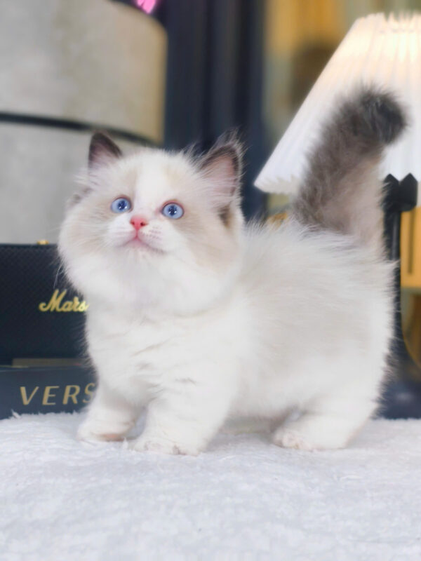 Mèo Ragdoll Chân Lùn Màu Bicolor Cái Mã RD479