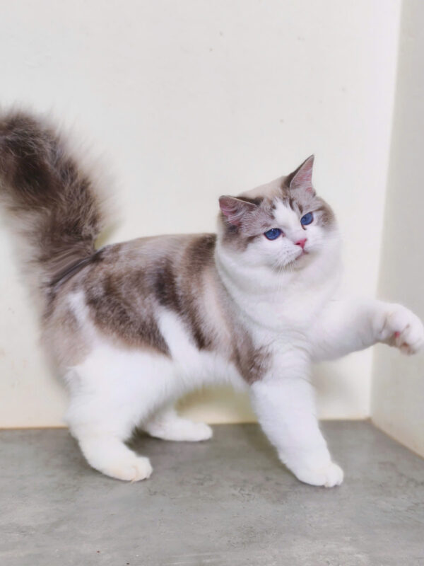 Mèo Ragdoll Lynx Màu Bicolor Cái Mã RD480