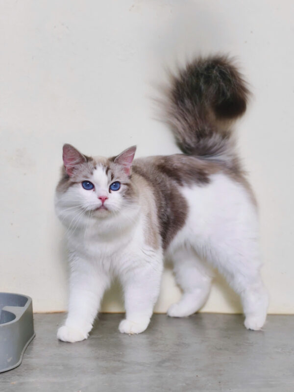 Mèo Ragdoll Lynx Màu Bicolor Cái Mã RD480