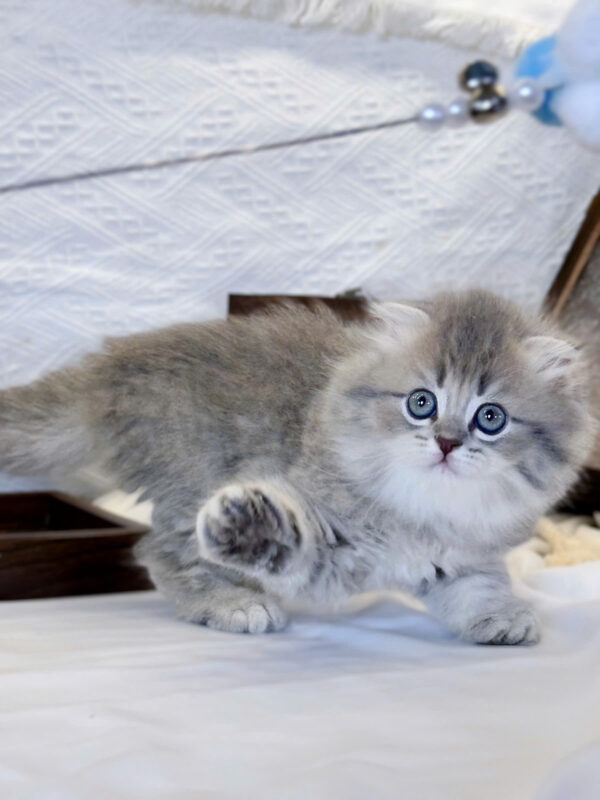 Mèo Anh Lông Dài Màu Blue Tabby Cái Mã AD482