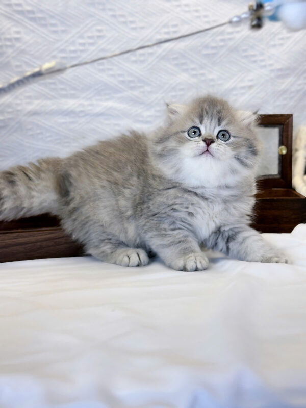 Mèo Anh Lông Dài Màu Blue Tabby Cái Mã AD482