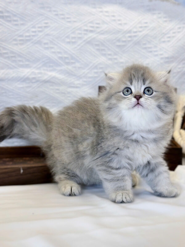 Mèo Anh Lông Dài Màu Blue Tabby Cái Mã AD482