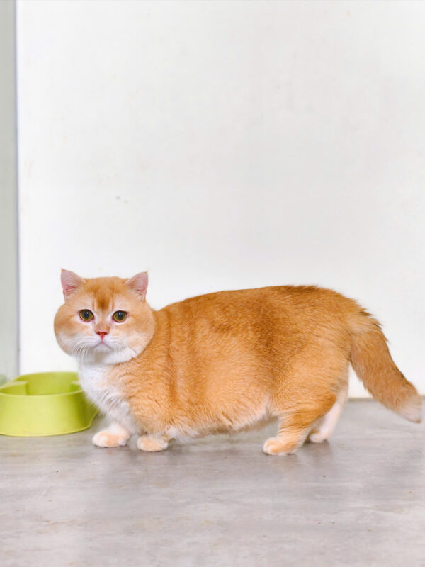 Mèo Anh Lông Ngắn Golden Chân Lùn Đực Mã AN483