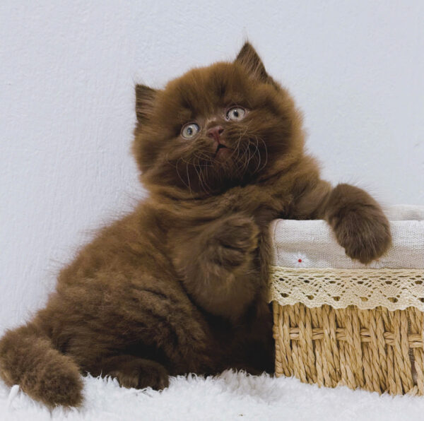 Mèo Anh Lông Dài Màu Chocolate Đực Mã AD486